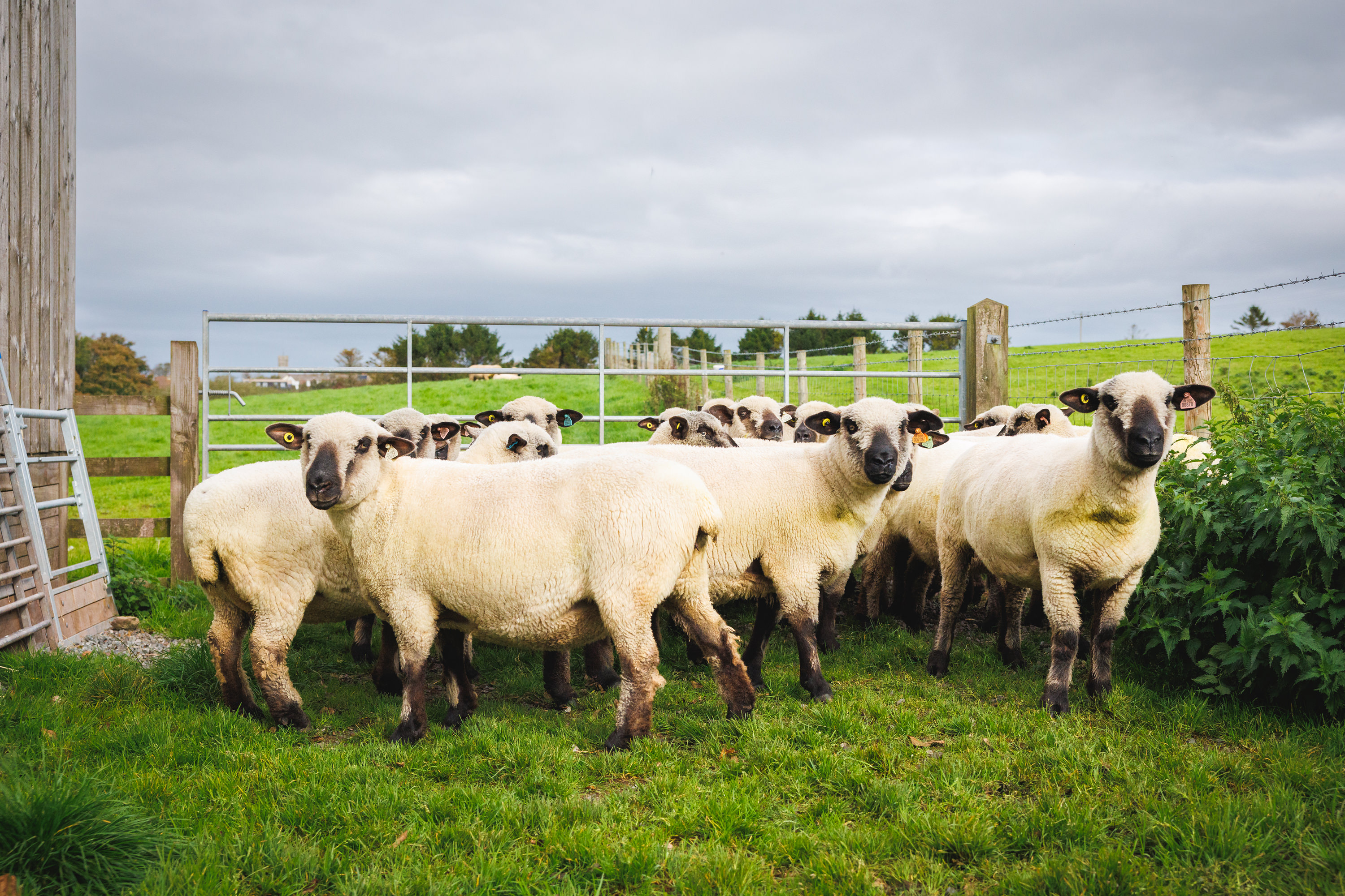 Fenton Vets Farm Vets